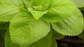 గుండెపోటు వచ్చే ముందు ముఖంలో కనిపించే లక్షణాలివే.. నిర్లక్ష్యం చేశారో ఇక అంతే..