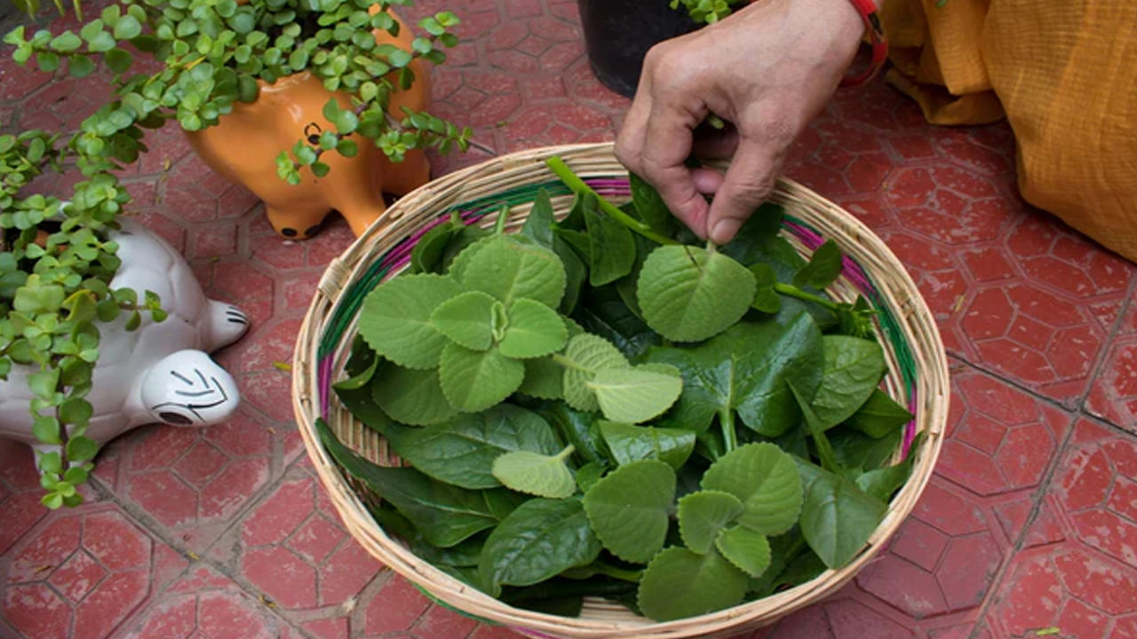 వాము ఆకు సీజనల్‌గా వచ్చే జలుబు, దగ్గు సమస్యలను దూరం చేస్తుంది. వాము ఆకు తింటుంటే జీవక్రియ సక్రమంగా జరుగుతుంది. అజీర్ణ సమస్యతో కడుపు ఉబ్బరంగా వున్నవారు వాము ఆకు తింటే సమస్య తగ్గుతుంది.ముక్కు దిబ్బడతో ఇబ్బందిపడుతున్న వారు కొన్ని వాము ఆకులను తీసుకుని బాగా నలిపి వాసన చూస్తే ముక్కు దిబ్బడ సమస్య తగ్గిపోతుంది.