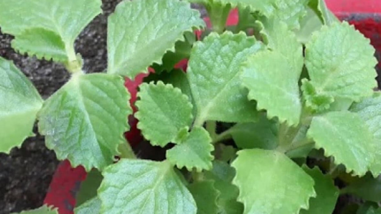 వాము ఆకులు తింటే శరీరం నుండి ట్యాక్సిన్స్ నుండి బయటికి వెళ్తాయి. కిడ్నీల్లో రాళ్ళ సమస్య ఉన్నవారికి కూడా వాము ఆకు మేలు చేస్తుంది. ఇందులో యాంటీ ఆక్సిడెంట్స్ పుష్కలంగా ఉంటాయి. ఇవి శరీరంలోని ఫ్రీ రాడికల్స్ని బ్యాలెన్స్ చేస్తాయి. ఇది ఇమ్యూనిటీని పెంచుతుంది.