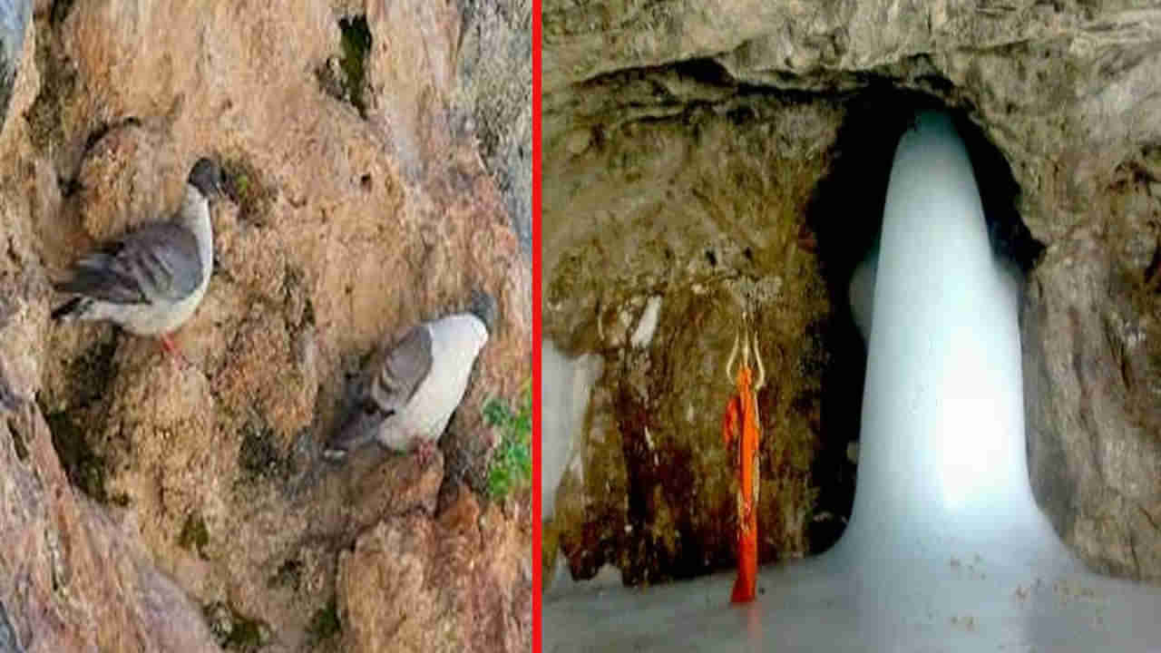 Amarnath Yatra 2025: అమరనాథ్ గుహలో అమరత్వం పొందిన జంట పావురాల గురించి తెలుసా..! వీటి దర్శనం అదృష్టవంతులకే లభిస్తుందట..