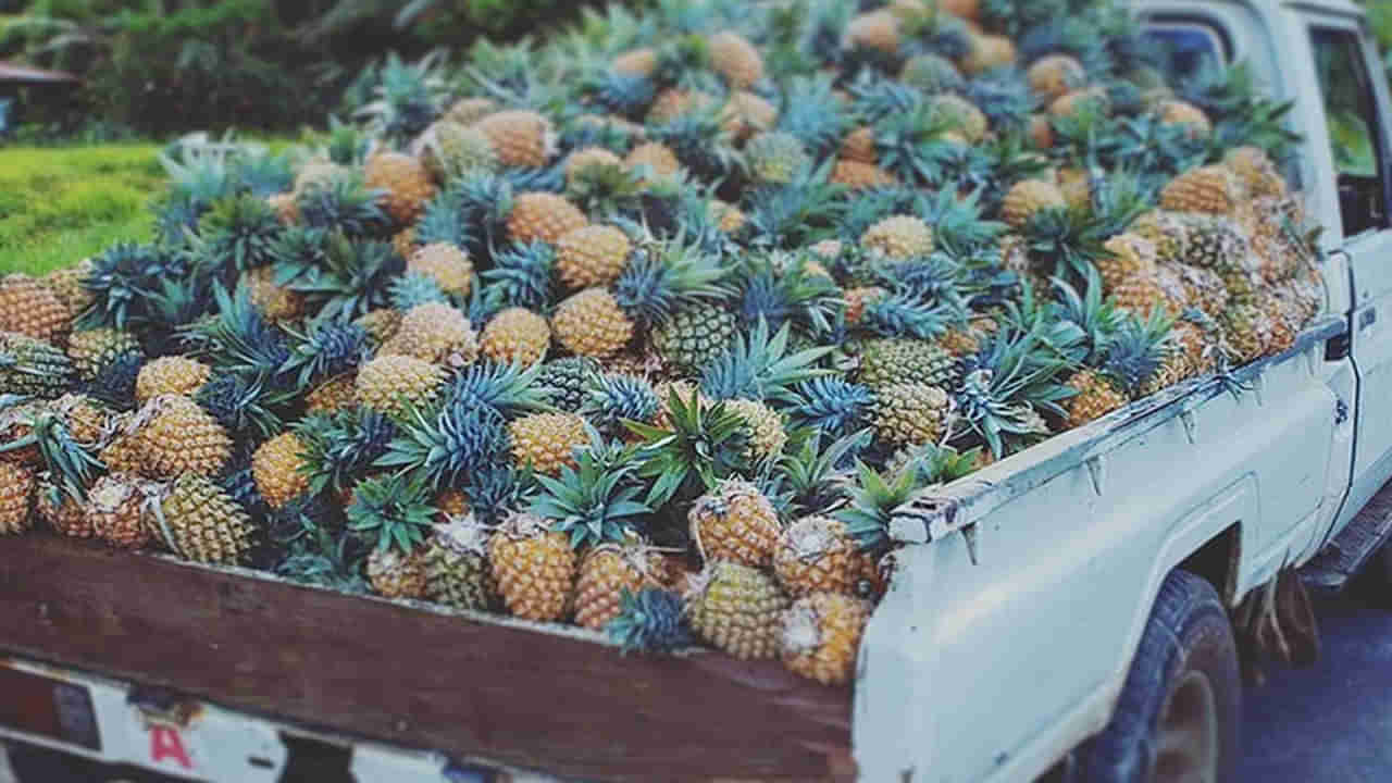 AP News: ఎలారా ఇలా.! పైకి అదొక పైనాపిల్ లోడ్ ఆటో.. లోపల చెక్ చేయగా కళ్లు తేలేశారు