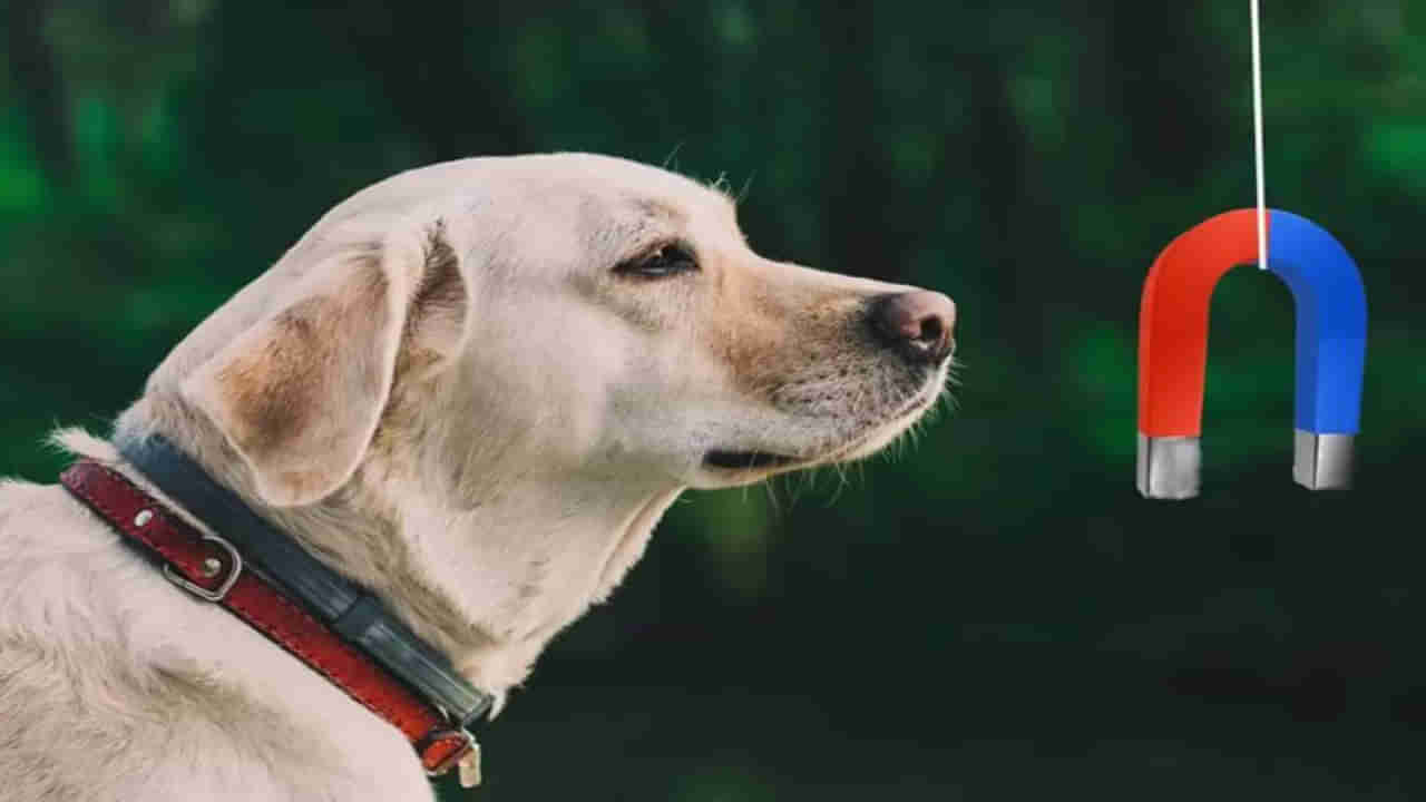 Animal SixthSense: మనుషులకు లేని శక్తి మూగజీవాలకే ఎలా.. ఆ విపత్తులను ముందే ఎలా గుర్తిస్తాయి..