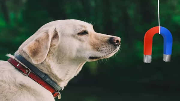 Animal SixthSense: మనుషులకు లేని శక్తి మూగజీవాలకే ఎలా.. ఆ విపత్తులను ముందే ఎలా గుర్తిస్తాయి..