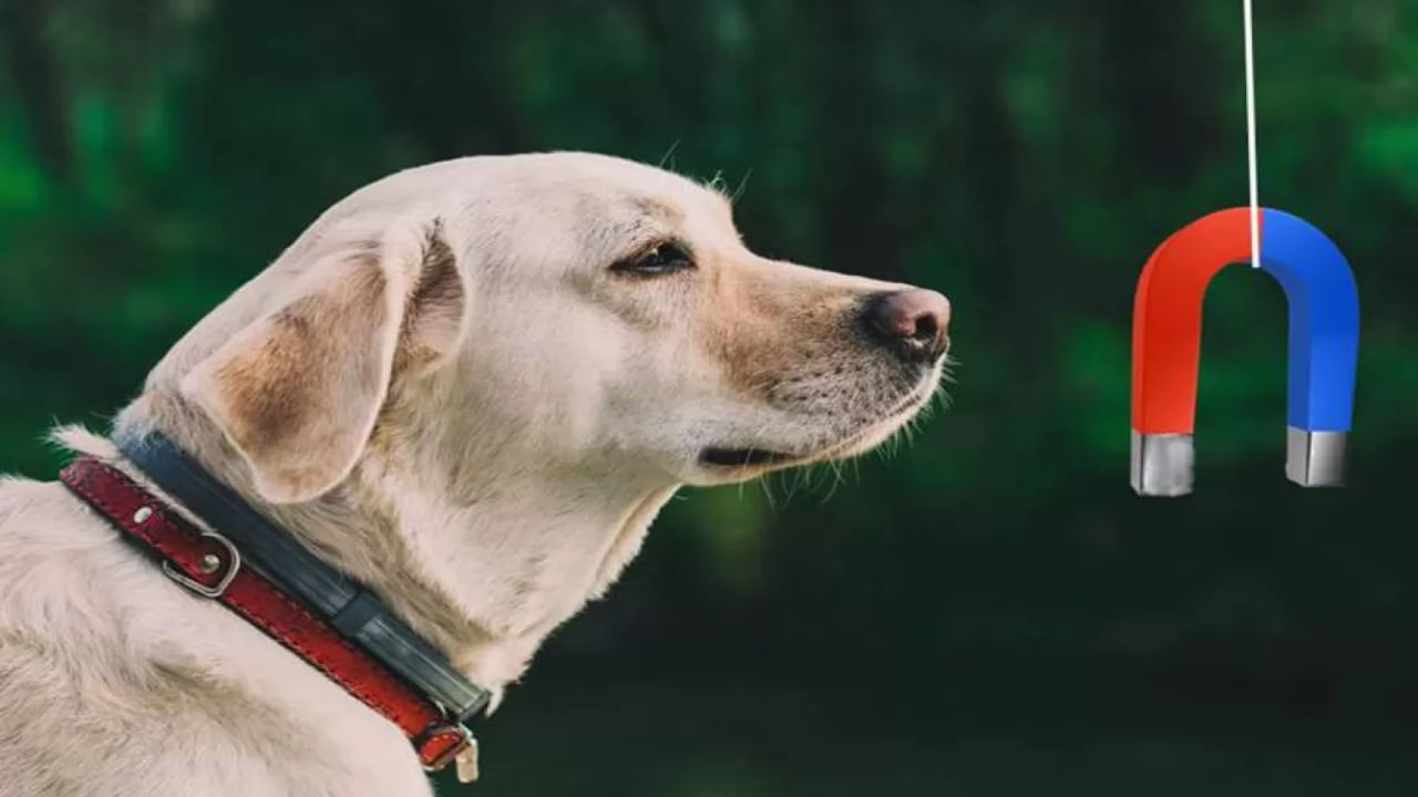 Animal SixthSense: మనుషులకు లేని శక్తి మూగజీవాలకే ఎలా.. ఆ విపత్తులను ముందే ఎలా గుర్తిస్తాయి..