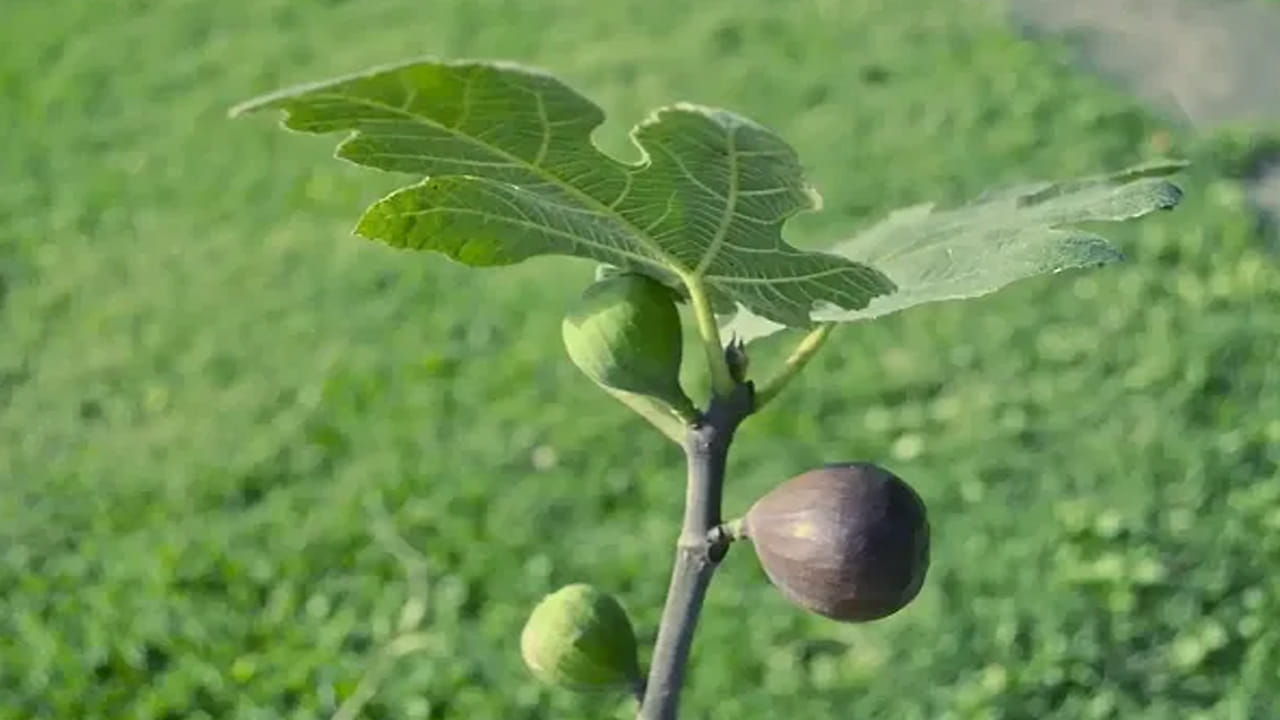 అంజీర్ ఆకులను టీగా ఉపయోగించవచ్చు. ఈ టీ ఆరోగ్యానికి ఎంతో మేలు చేస్తుంది. అంజీర్ ఆకులతో టీ తయారు చేయడానికి ముందుగా అంజీర్‌ ఆకులను తీసుకుని శుభ్రంగా వాష్‌ చేసుకోవాలి. వాటిని కావాల్సినన్నీ నీళ్లు తీసుకుని 10-15 నిమిషాలు మరిగించాలి. తర్వాత కాస్త గోరువెచ్చగా చల్లర్చుకుని ఫిల్టర్ చేసుకోవాలి. అందులో రుచికి సరిపడా తేనె కలిపి తీసుకుంటే సరిపోతుంది. 