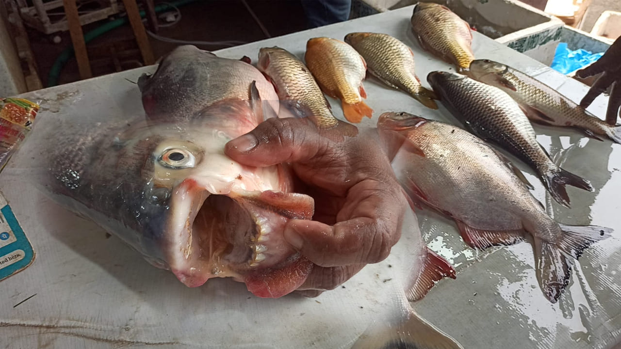 Eluru: ఓర్నాయనో.! మనిషి దంతాలతో దెయ్యం చేప.. పట్టుకున్నారో ఇక అంతే