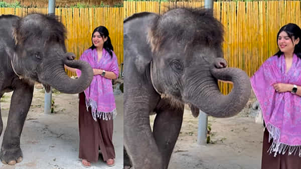 Video: అందమైన అమ్మాయి తనతో ఫొటో దిగుతుంటే.. ఈ ఏనుగు పిల్ల చూడండి ఏం చేసిందో!