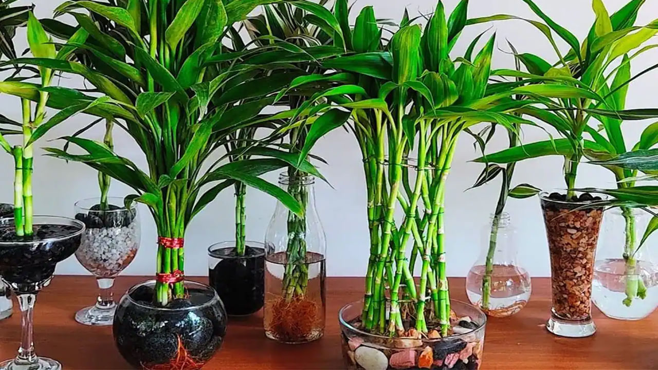 Bamboo Plant Vastu Tips