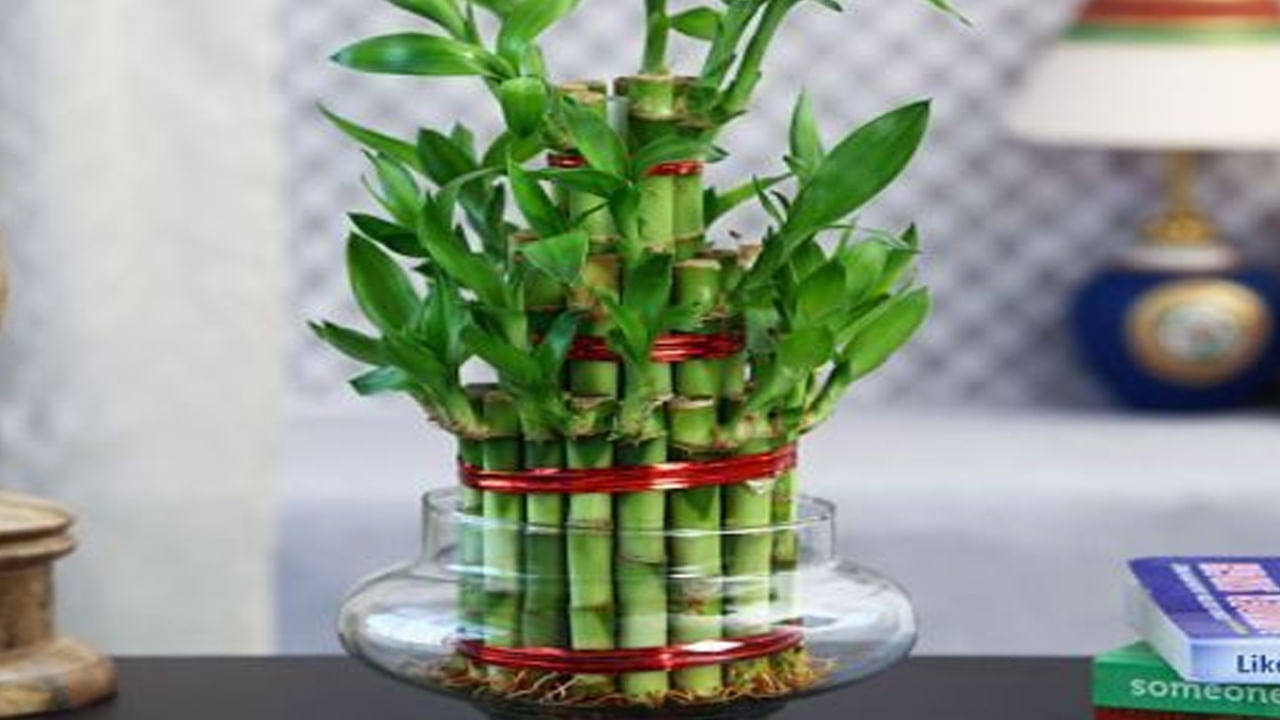 Bamboo Plant Vastu Tips1