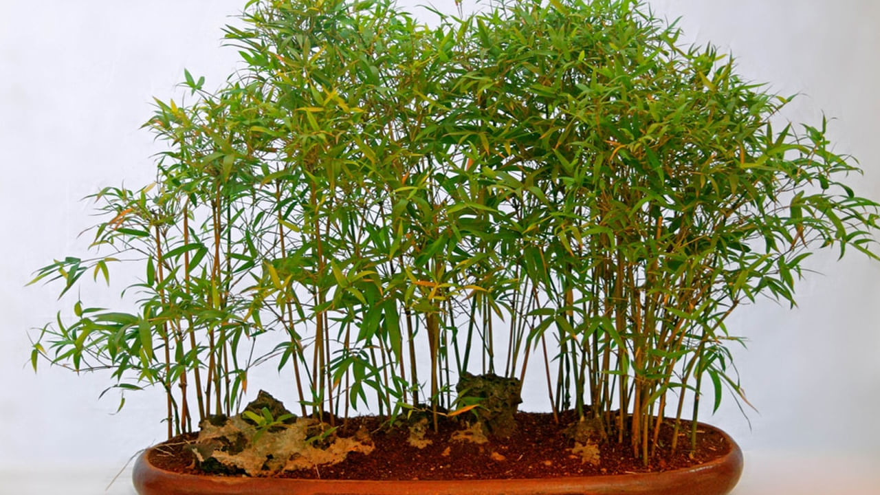 Bamboo Plant Vastu Tips4