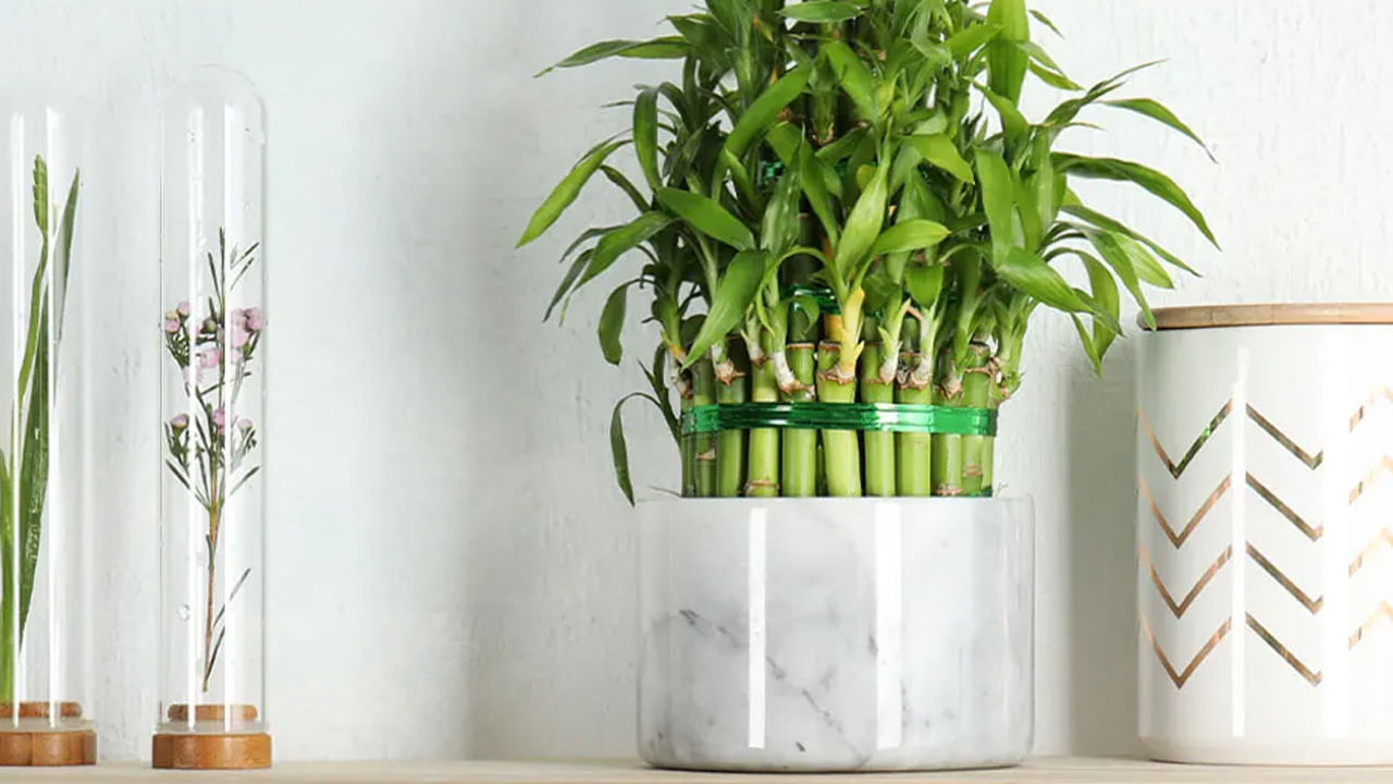 Bamboo Plant Vastu Tips5