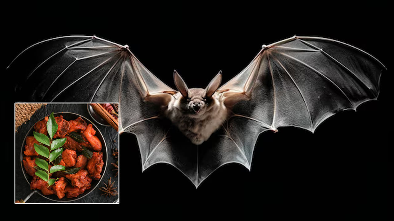 Bat Meat: ఛీ.. యాక్‌! గబ్బిలాలతో చిల్లీ చికెన్‌ అట.. జర చూసుకోండి!