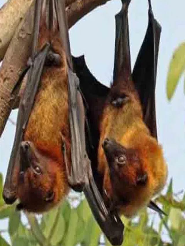 గబ్బిలాలు ఎప్పుడూ తలక్రిందులుగా ఎందుకు వేలాడతాయి? కారణం తెలుసా?