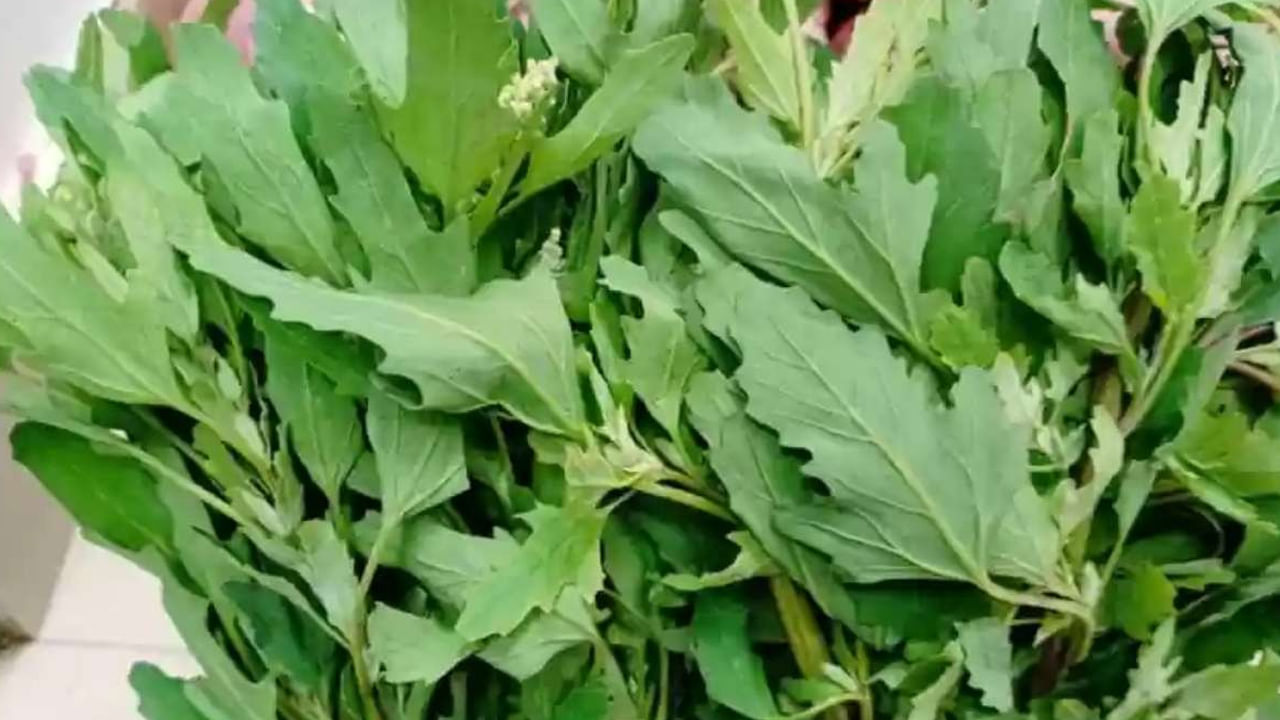 Bathua Leaves Benefits: ఇదేదో అల్లాటప్పా ఆకు కూర కాదండోయ్..ఆరోగ్యానికి బంగారంలాంటి ప్రయోజనాలు..!