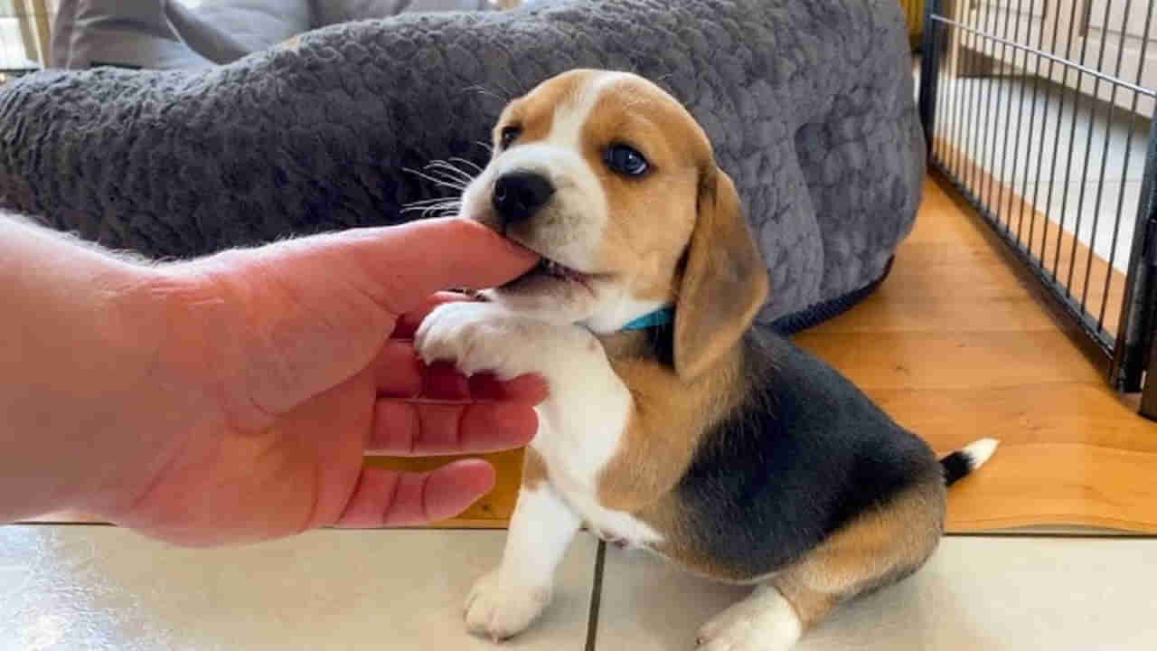 Beagle Puppy: ఈ కుక్క పిల్లను పెంచుకుంటున్నారా.. ఈ 10 విషయాలు తెలియడం తప్పనిసరి