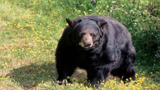 PM Modi: అర్జెంటీనా అధ్యక్షుడికి అరుదైన బహుమతులు అందించిన ప్రధాని మోదీ! వాటి ప్రత్యేక ఇదే..