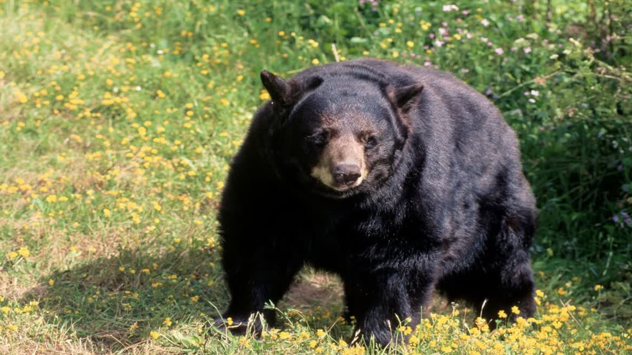 దారుణం.. ఎలుగుబంటి దాడిలో ముగ్గురు మృతి.. కోపంతో గ్రామస్తులు ఏం చేశారంటే..