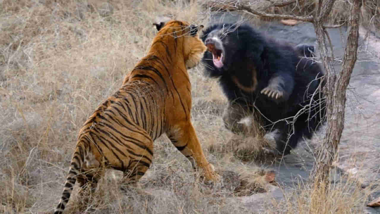 Viral Video: నా బిడ్డ జోలికి వస్తే తాట తీస్తా.. పులిని తరిమికొట్టిన ఎలుగుబంటి.. హృదయాన్ని హత్తుకునే వీడియో వైరల్‌