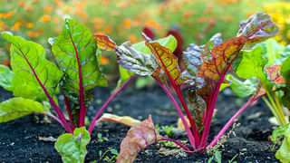 Kidney Care: ఈ ఆహారాలు ఎంతో రుచికరం.. కిడ్నీకి మాత్రం హానికరం..