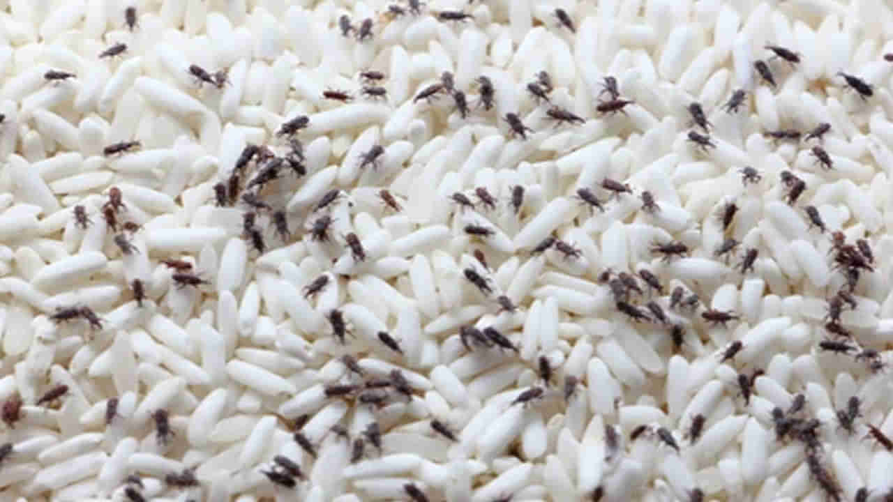 Rice Storage: ఇంట్లో ఉన్న బియ్యం, పప్పులు పురుగు పడుతున్నాయా..? ఈ సింపుల్‌ టిప్స్‌తో ఈజీగా తరిమేయండి..