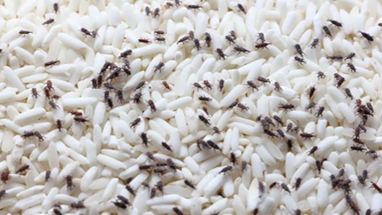 Rice Storage: ఇంట్లో ఉన్న బియ్యం, పప్పులు పురుగు పడుతున్నాయా..? ఈ సింపుల్‌ టిప్స్‌తో ఈజీగా తరిమేయండి..