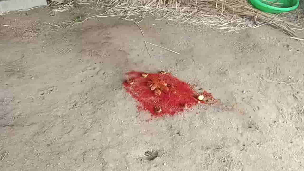 పొలంలోని పశువుల కొట్టంలో వింత ఆకారం.. దగ్గరికి వెళ్లి చూడగా గుండె ఆగినంత పనైంది..