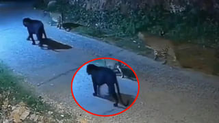 Video: ఇంటి కప్పుపై పెద్ద నాగుపాము పడగవిప్పి బుసలు కొడుతుండగా.. ! ఈ పెద్ద మనిషి వెళ్లాడు.. ఆ తర్వాత