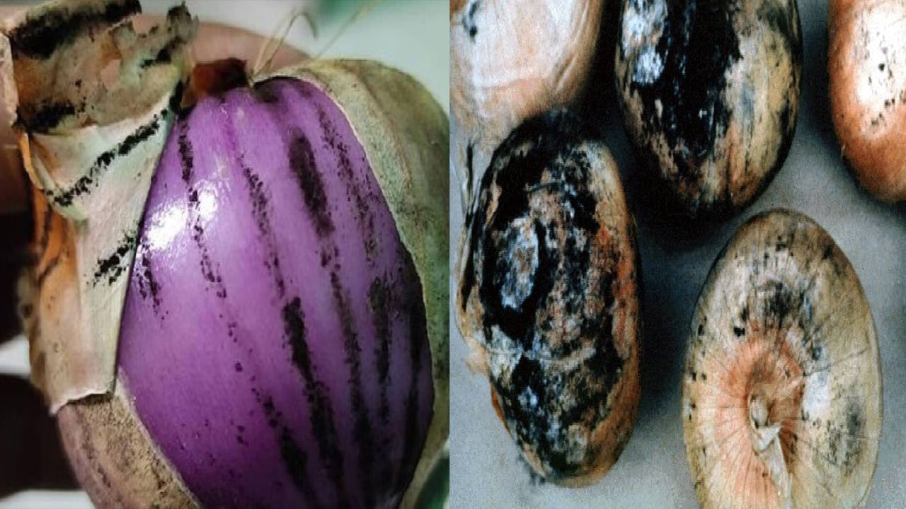 Black Powder on Onions: నల్ల మచ్చలున్న ఉల్లిపాయలు తింటే జరిగేది ఇదే.. మస్ట్గా తెలుసుకోండి