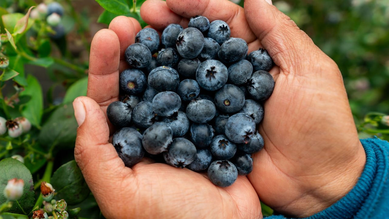 బ్లూబెర్రీస్: ఇవి మెదడుకు ఇంధనం. ఈ చిన్న పవర్హౌస్లు ఫ్లేవనాయిడ్లు, ఆంథోసైనిన్లతో నిండి ఉంటాయి. అవి మెదడును రక్షించడంలో జ్ఞాపకశక్తిని పెంచడంలో సహాయపడతాయి. అవి రుచికరంగా కూడా ఉంటాయి.