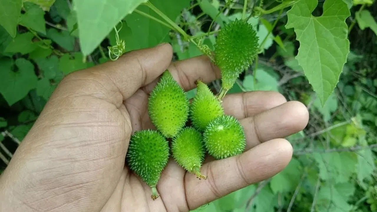 ఈ కాయలో ఉండే ఫ్లావనాయిడ్లు, టానిన్లు శరీరంలో విషపదార్థాలను.. పూర్తిగా తొలగించడంలో సహకరిస్తాయి. అందుకే క్యాన్సర్ వంటి వ్యాధుల నుంచి కూడా ఈ కాయ తినడం ద్వారా నిరోధించుకోవచ్చు. అన్నిటికన్నా ముఖ్యంగా ఈ కాయలో.. విటమిన్ C, ఐరన్, జింక్ లాంటి పోషకాలు అధికంగా ఉంటాయి. అలానే క్యాలరీలు చాలా తక్కువగా ఉంటాయి. కాబట్టి బరువు తగ్గాలి అనుకున్న వాళ్ళకి.. ఈ కూరగాయ మంచి ఆప్షన్.