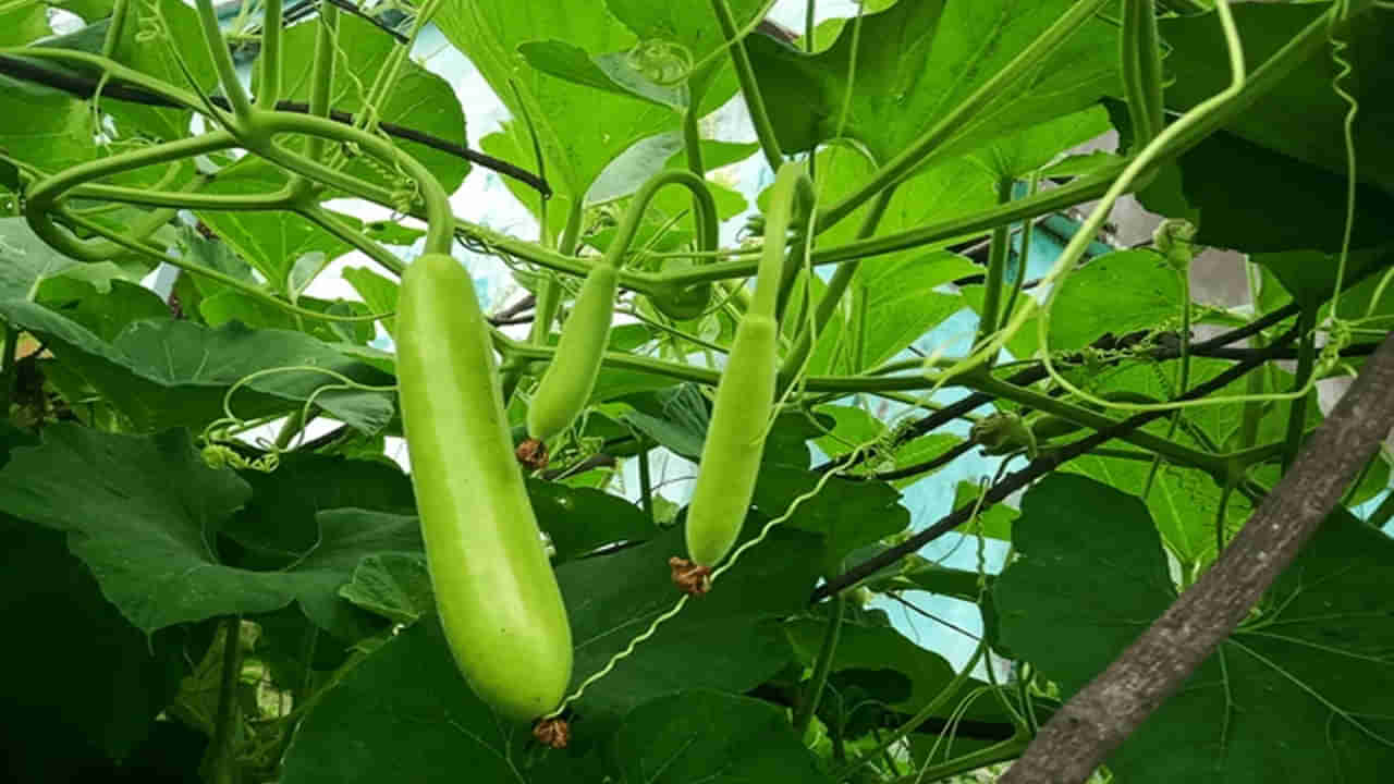 Bottle Gourd: సొరకాయ ఆరోగ్యానికి మంచిదే.. అయితే వీరికి మాత్రం విషంతో సమానం! తినకపోవడమే మంచిది