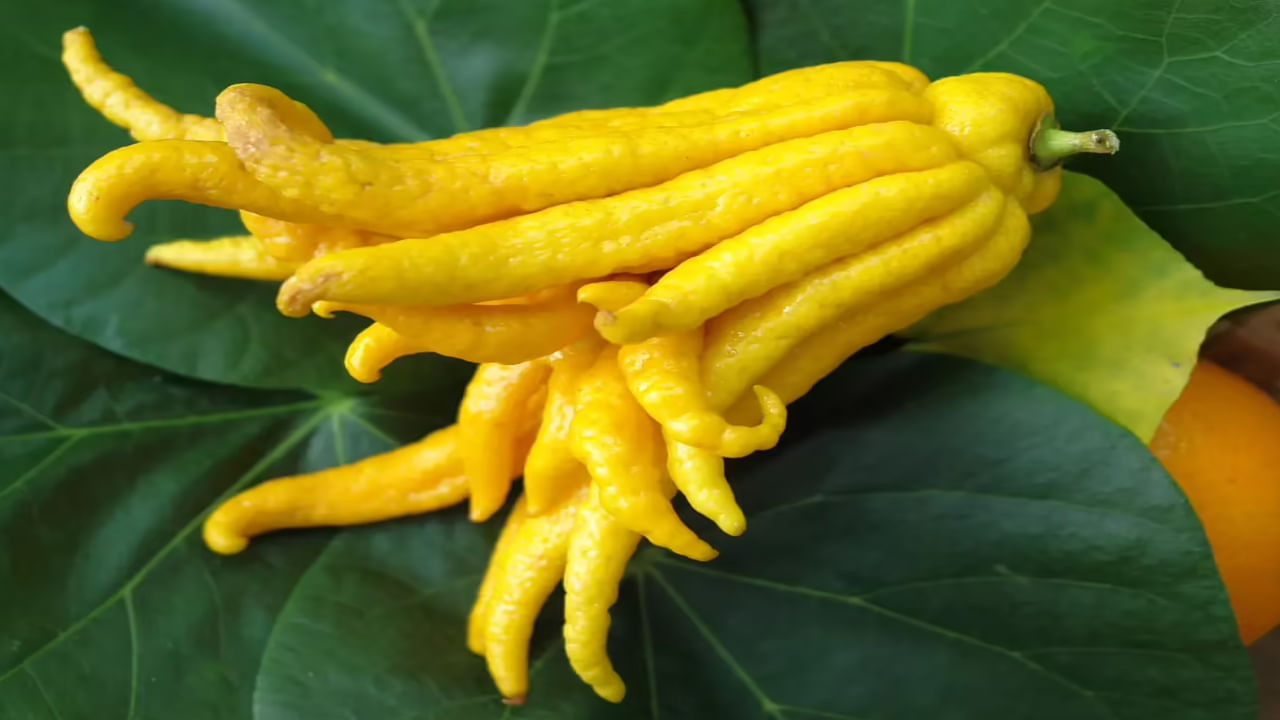 Budhas Hand