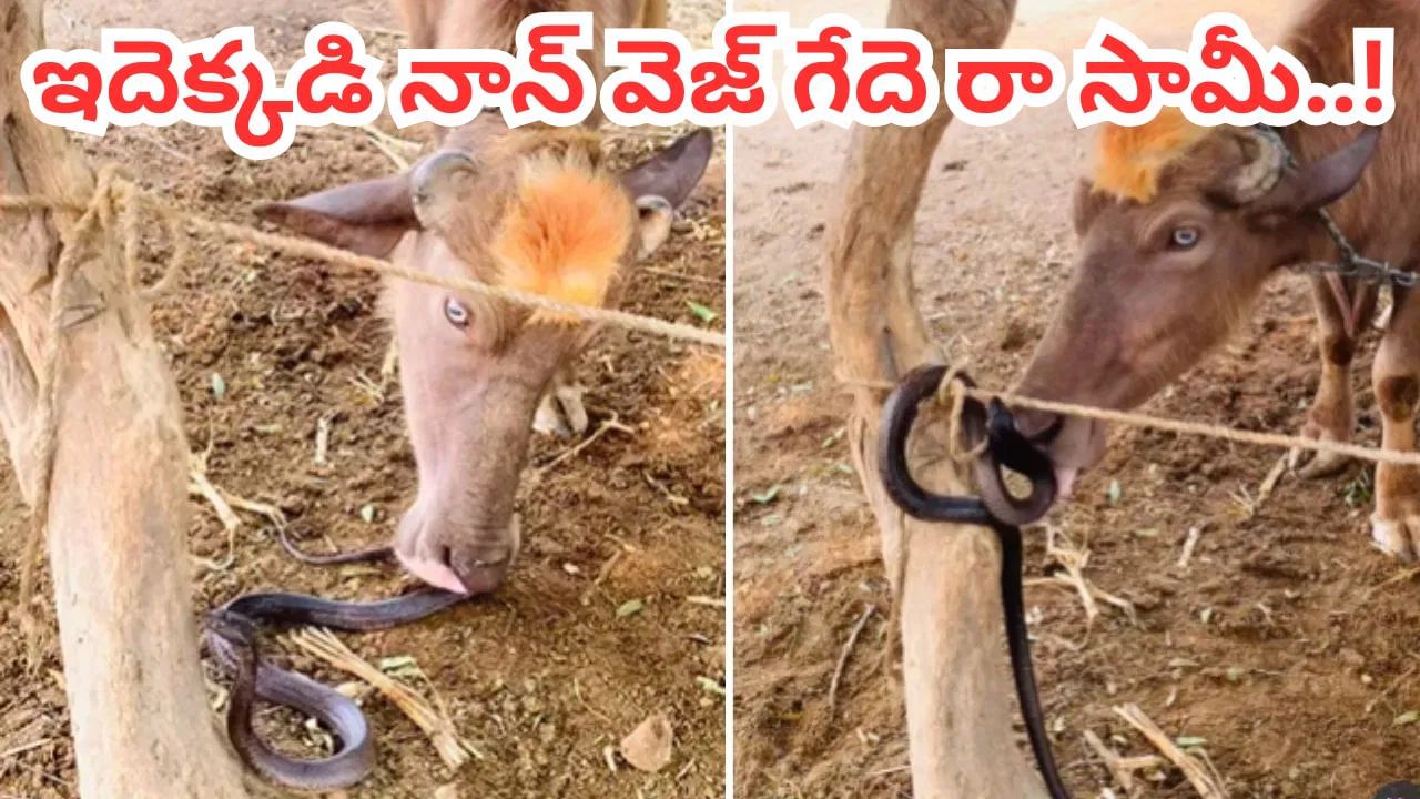 Viral Video: అది నూడిల్సా.. నాగుపామా.. ఈ నాన్ వెజ్ గేదెను మీరెప్పుడైనా చూశారా..?