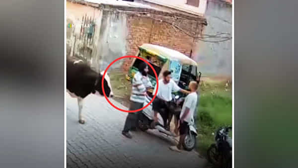 Viral Video: ఈ రోడ్డేమన్నా నీ బాబు వేశాడా.. పక్కకు జరుగు! ఎద్దు చేసిన పనికి నెటిజన్స్ నవ్వులే.. నవ్వులు