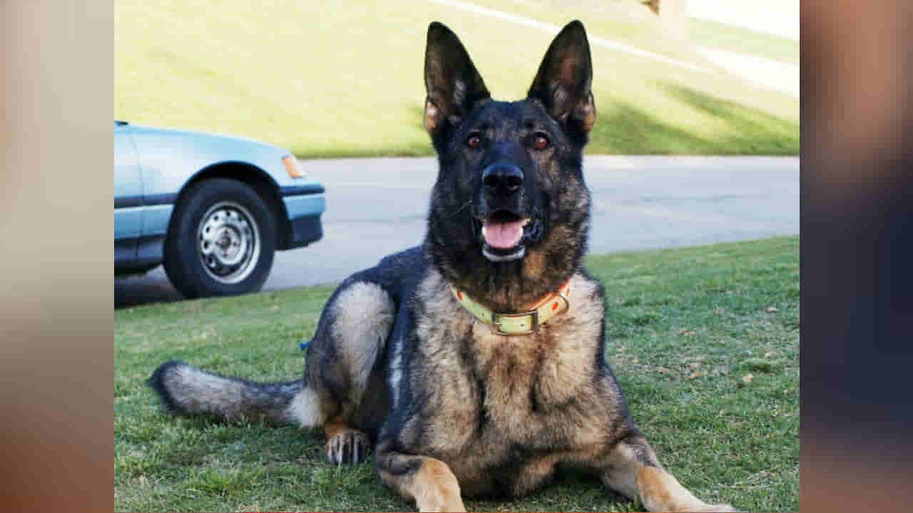 Cadaver Dogs: NDRF టీమ్లోకి కెడావర్ డాగ్స్... ఏమిటీ వీటి స్పెషాలిటీ?