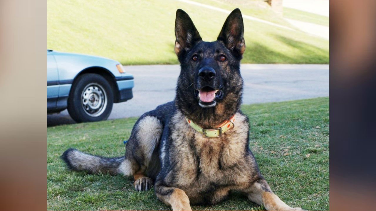 Cadaver Dogs:  NDRF టీమ్‌లోకి కెడావర్‌ డాగ్స్‌... ఏమిటీ వీటి స్పెషాలిటీ?