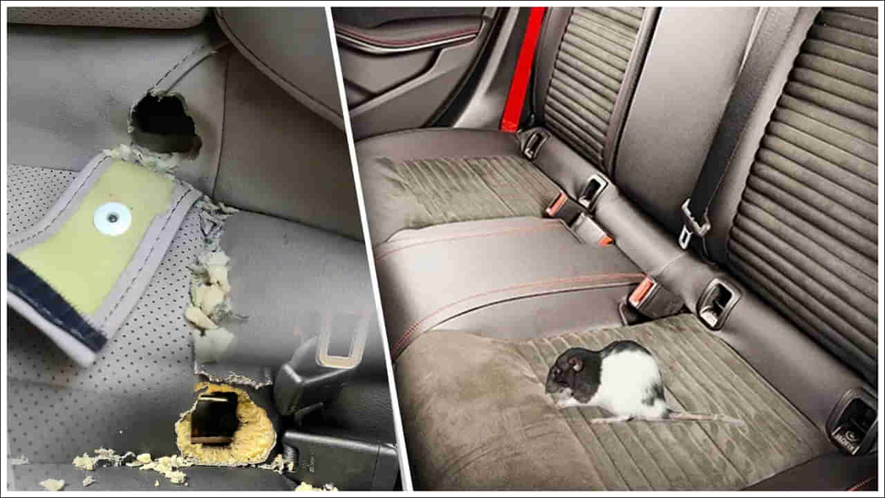 Car Insurance: ఎలుకలు కారులోని సీట్లు కొరికేస్తే బీమా వర్తిస్తుందా?