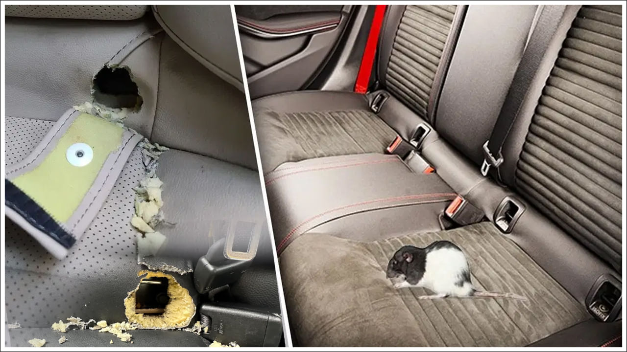 Car Insurance: ఎలుకలు కారులోని సీట్లు కొరికేస్తే బీమా వర్తిస్తుందా?