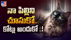 నా పిల్లిని చూసుకోండి.. కోట్లు అందుకోండి.. అబ్బా బంపర్ ఆఫర్ మామా నా పిల్లిని చూసుకోండి.. కోట్లు అందుకోండి.. అబ్బా బంపర్ ఆఫర్ మామా