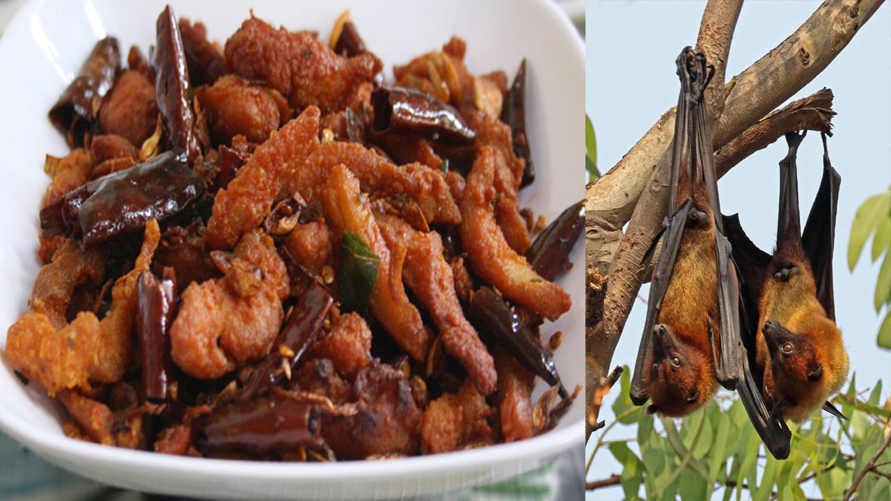 Tamilnadu: చిల్లి చికెన్‌ పేరుతో గబ్బిలాల ఫ్రై... మీరు తింటుంది చిల్లీ చికెనేనా ఓసారి చూసుకోండి!