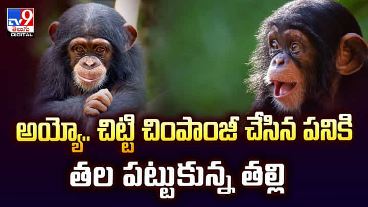 అయ్యో.. చిట్టి చింపాంజీ చేసిన పనికి తల పట్టుకున్న తల్లి అయ్యో.. చిట్టి చింపాంజీ చేసిన పనికి తల పట్టుకున్న తల్లి