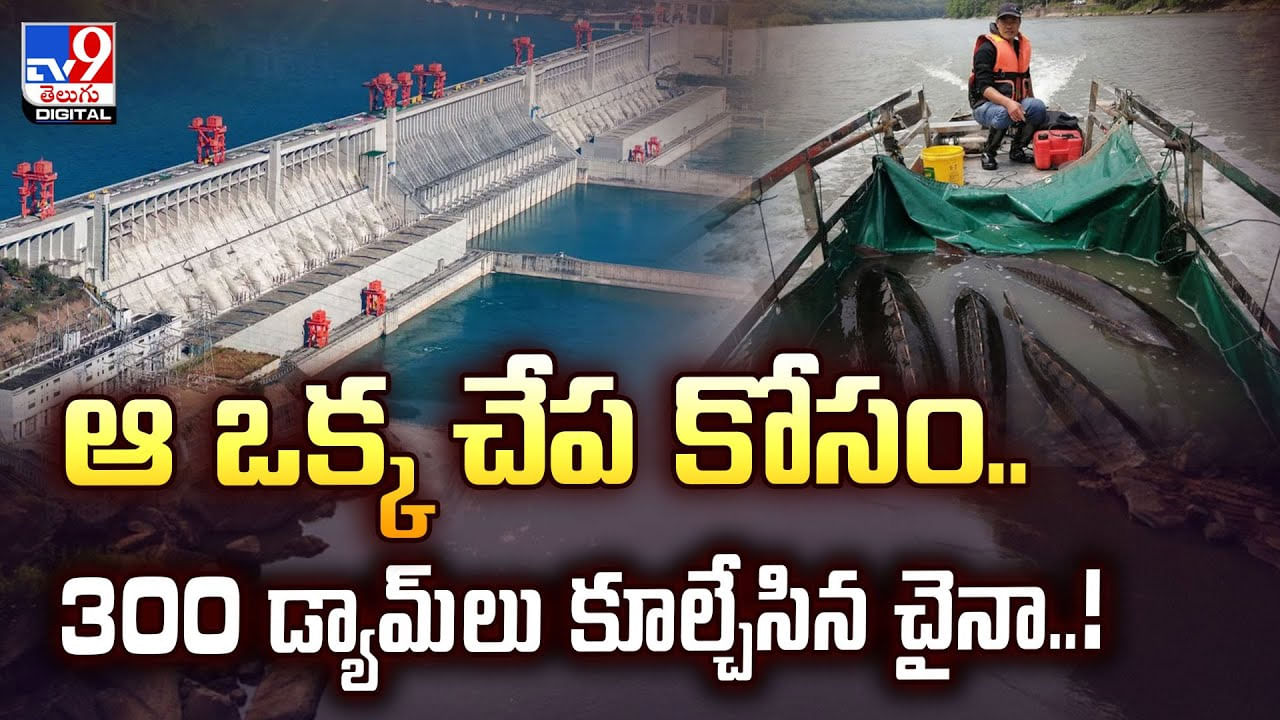 ఆ ఒక్క చేప కోసం.. 300 డ్యామ్‌లు కూల్చేసిన చైనా..