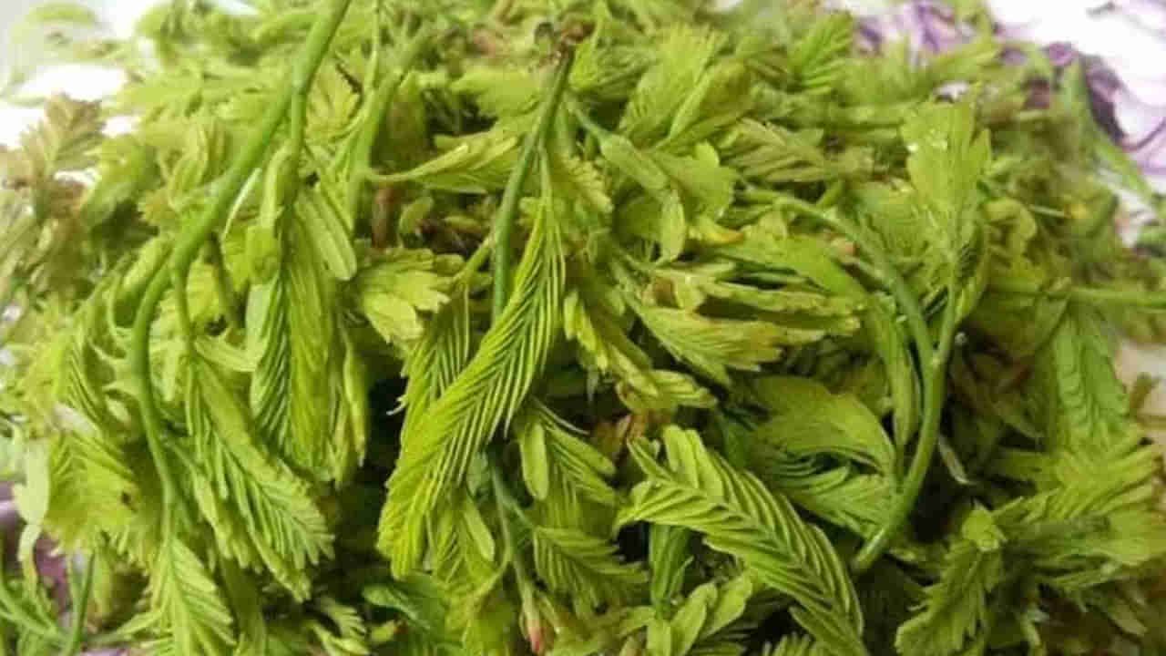 రోగాలను రూపుమాపే సహజ శక్తి.. చింత చిగురులో దాగిన ఔషధ రహస్యాలు తెలిస్తే..