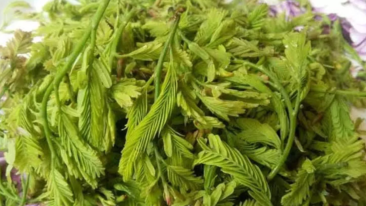 రోగాలను రూపుమాపే సహజ శక్తి.. చింత చిగురులో దాగిన ఔషధ రహస్యాలు తెలిస్తే..