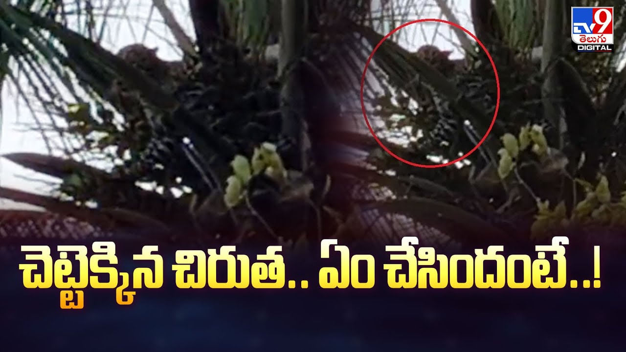 కొబ్బరి చెట్టెక్కిన చిరుత.. మెల్లిగా చూస్తూ ఏం చేసిందంటే వీడియో