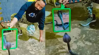 Viral Video: నువ్వు అడవికి రాజైతే నాకేంటి తొక్క..! సింహానికే సుస్సు పోయించిన అడవి దున్న..