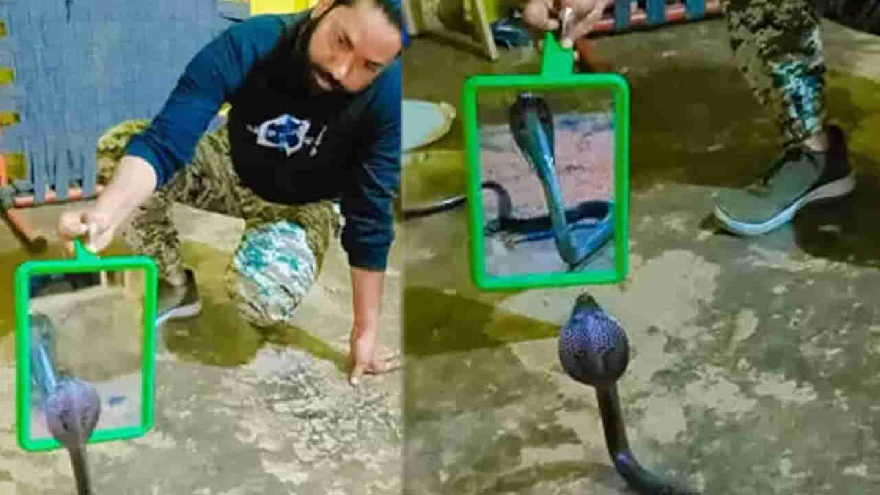 Viral Video: పడగవిప్పిన నల్లతాచు ముందు అద్దం పెట్టిన వ్యక్తి.. ఆ తర్వాత..