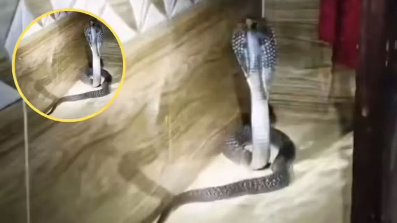 Viral Video: ఇంటిలో ఏదో సౌండు... తలుపు తీసి చూసిన యజమానికి షాకింగ్ సీన్