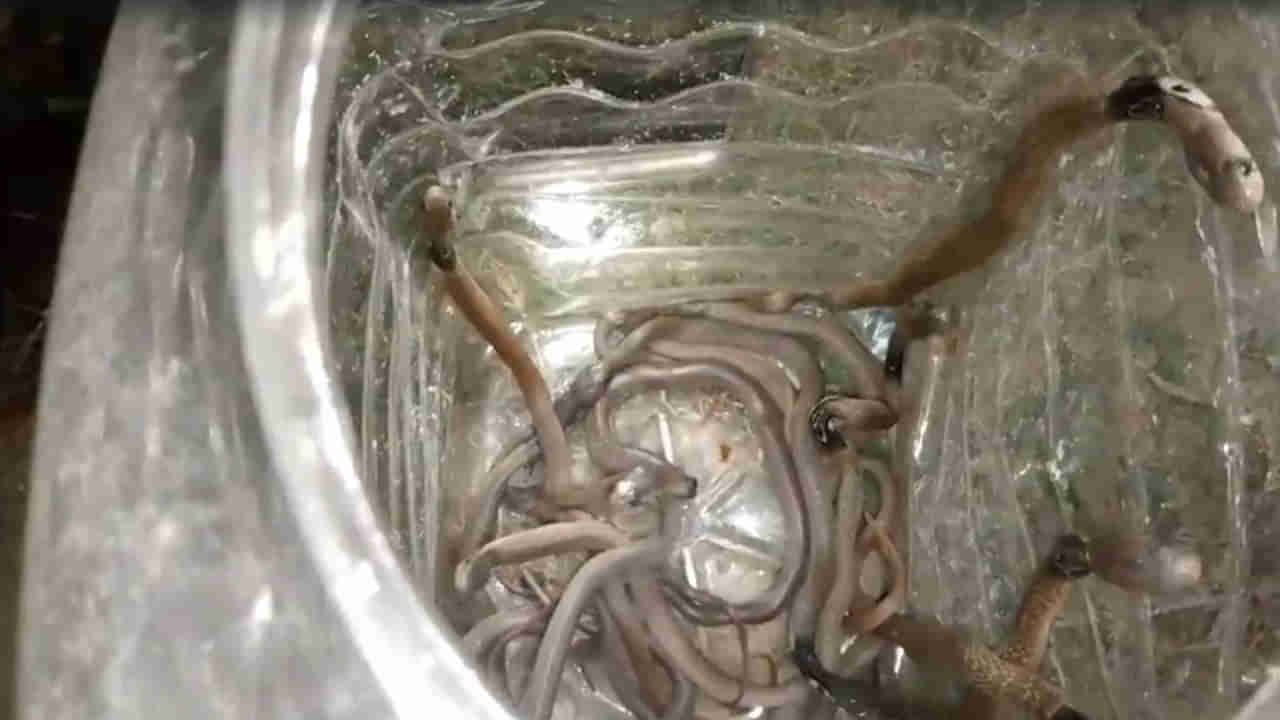 Cobra Snakes: షాకింగ్‌ ఘటన.. ఇంట్లో 18 కోబ్రా పాములు.. చివరకు ఏం చేశారంటే..