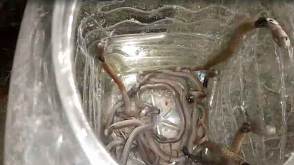 Cobra Snakes: షాకింగ్ ఘటన.. ఇంట్లో 18 కోబ్రా పాములు.. చివరకు ఏం చేశారంటే..